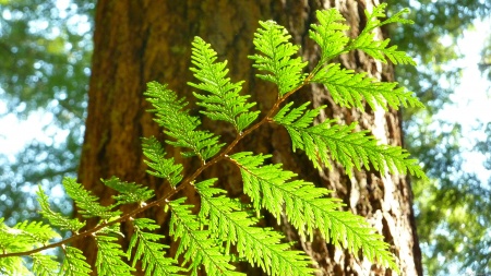 Highlights of a Redwood Tree