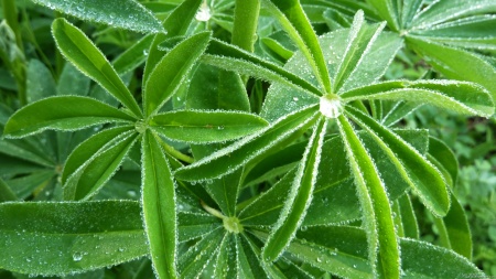 Lupin Leaves