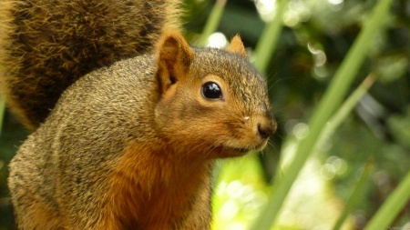 Portrait of a Squirrel