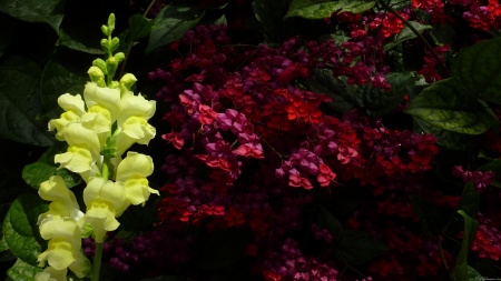 Snapdragon and Pagoda Flowers