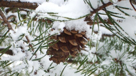 Snowy Pine Cone I