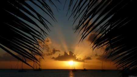 Sunset Through Palm Fronds