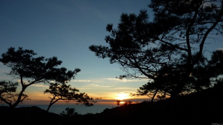 Torrey Pine Sunset III