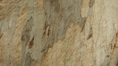 Tree Bark III