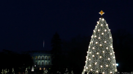 White House and National Christmas Tree