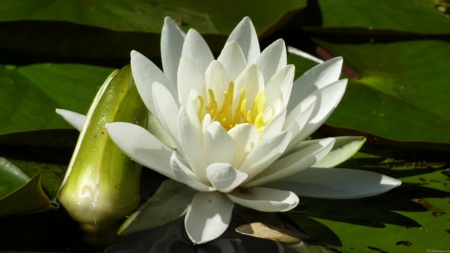 White Waterlily and Bud