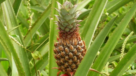 Wild Pineapple