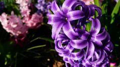 Blue Hyacinth II