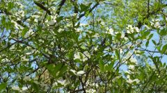 Branches of Dogwood Blossoms