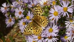Coronis Fritillary on Aster Flowers