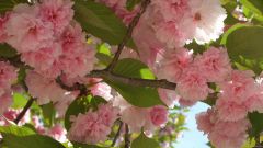 Double Blossoming Cherry Tree III