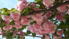 Double Blossoming Cherry Tree IV