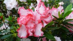 Double Red and White Azaleas