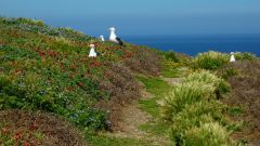 Flowers and Seagulls on Anacapa Island