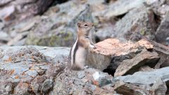 Golden-Mantled Ground Squirrel at Glacier II