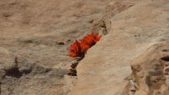 Indian Paintbrush in Rocks