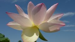 Lotus Flower and Blue Sky II