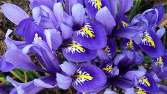 Miniature Blue Irises