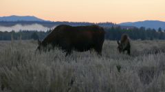Moose Grazing at Sunrise