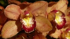 Peach Orchids with Raindrops