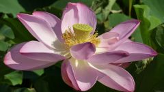 Pink Lotus Flower II