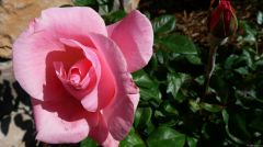 Pink Rose and Bud