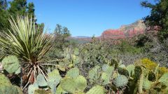 Red Rocks and Cacti I