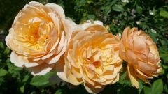 Trio of Peach Roses