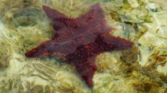 Underwater Starfish