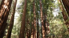 Up to Redwoods II