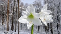 White Amaryllis and Snow I
