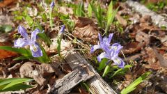 Wild Miniature Irises