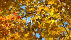 Yellow Maple Leaves and Blue Sky