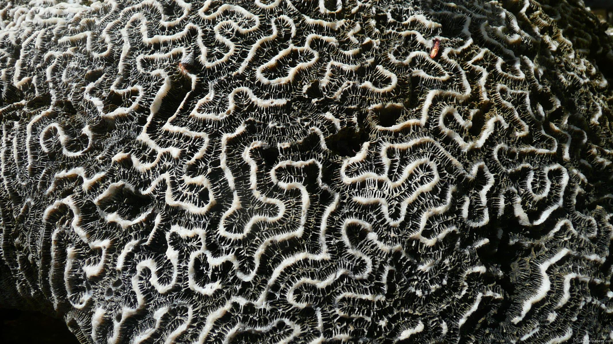 Black and White Coral II 728