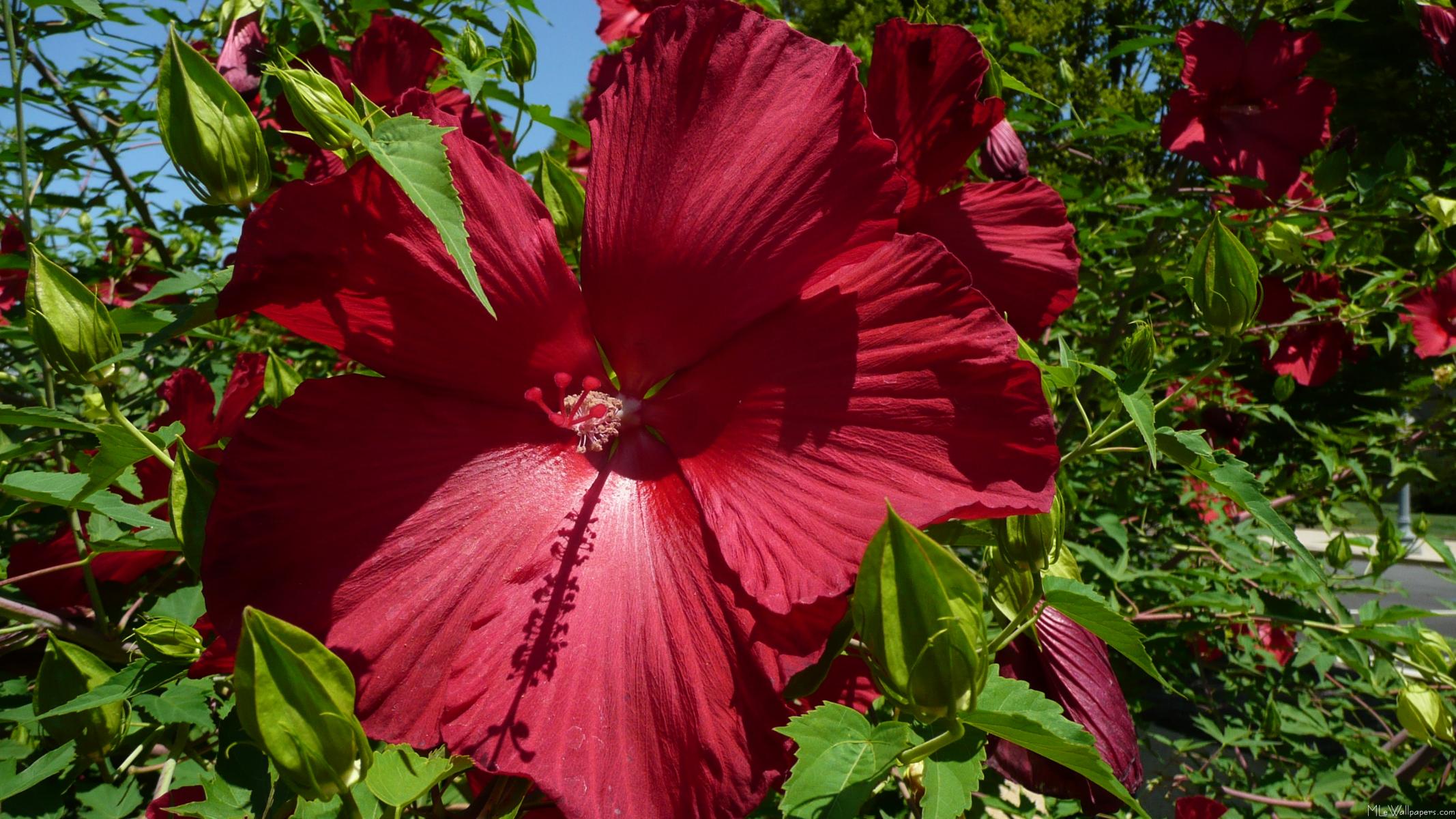 Here's a cheerful widescreen wallpaper with blue sky and bright hibiscus 