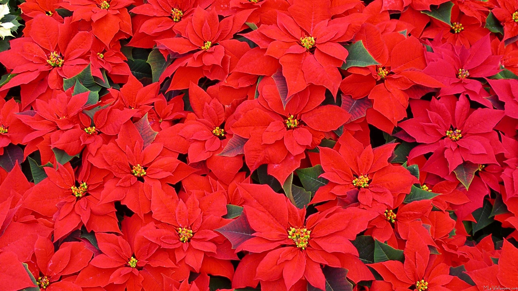 http://www.mlewallpapers.com/image/16x9-Widescreen-1/view/Red-Poinsettias-2.jpg