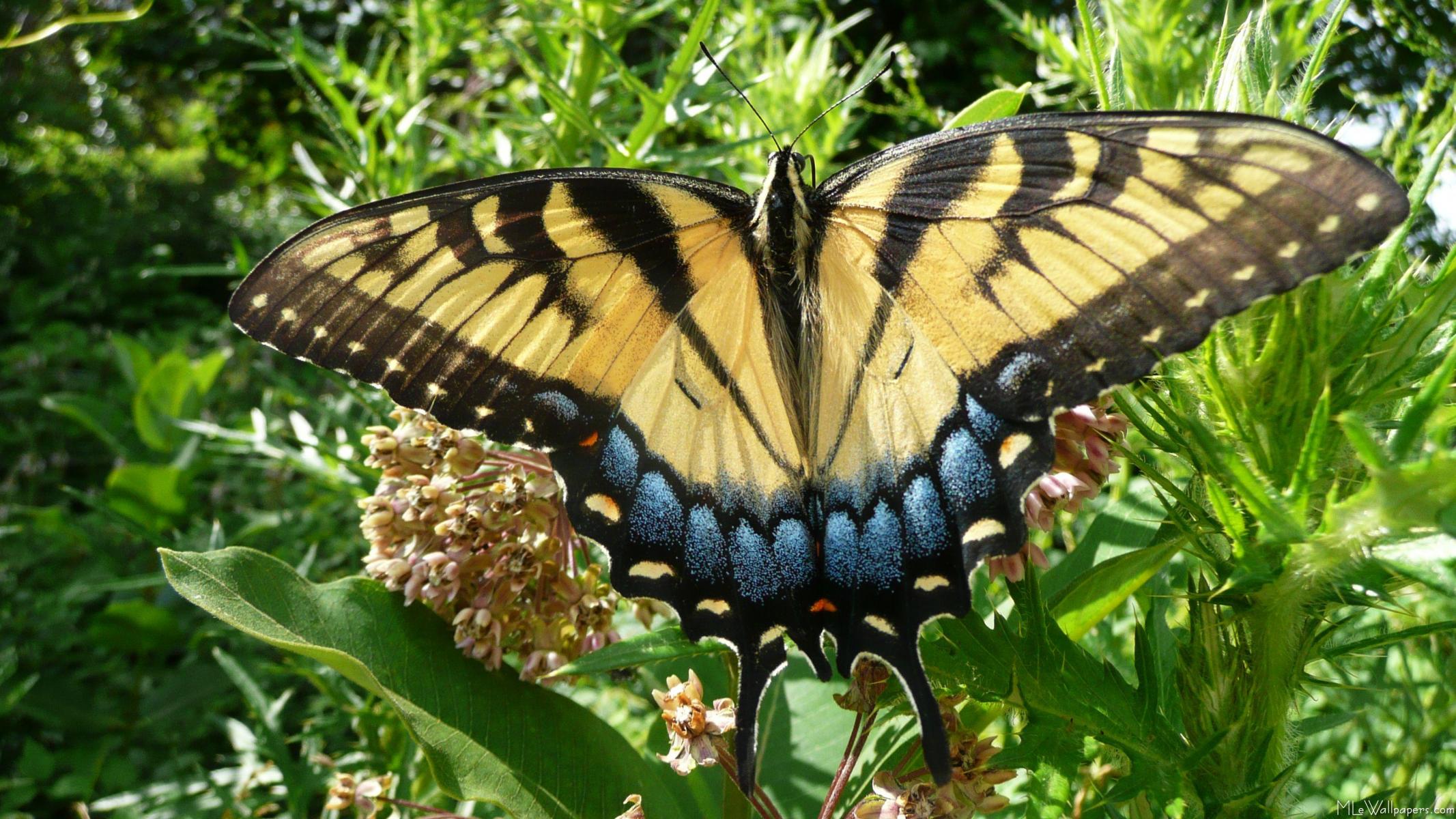 Swallow Tail Butterfly 88