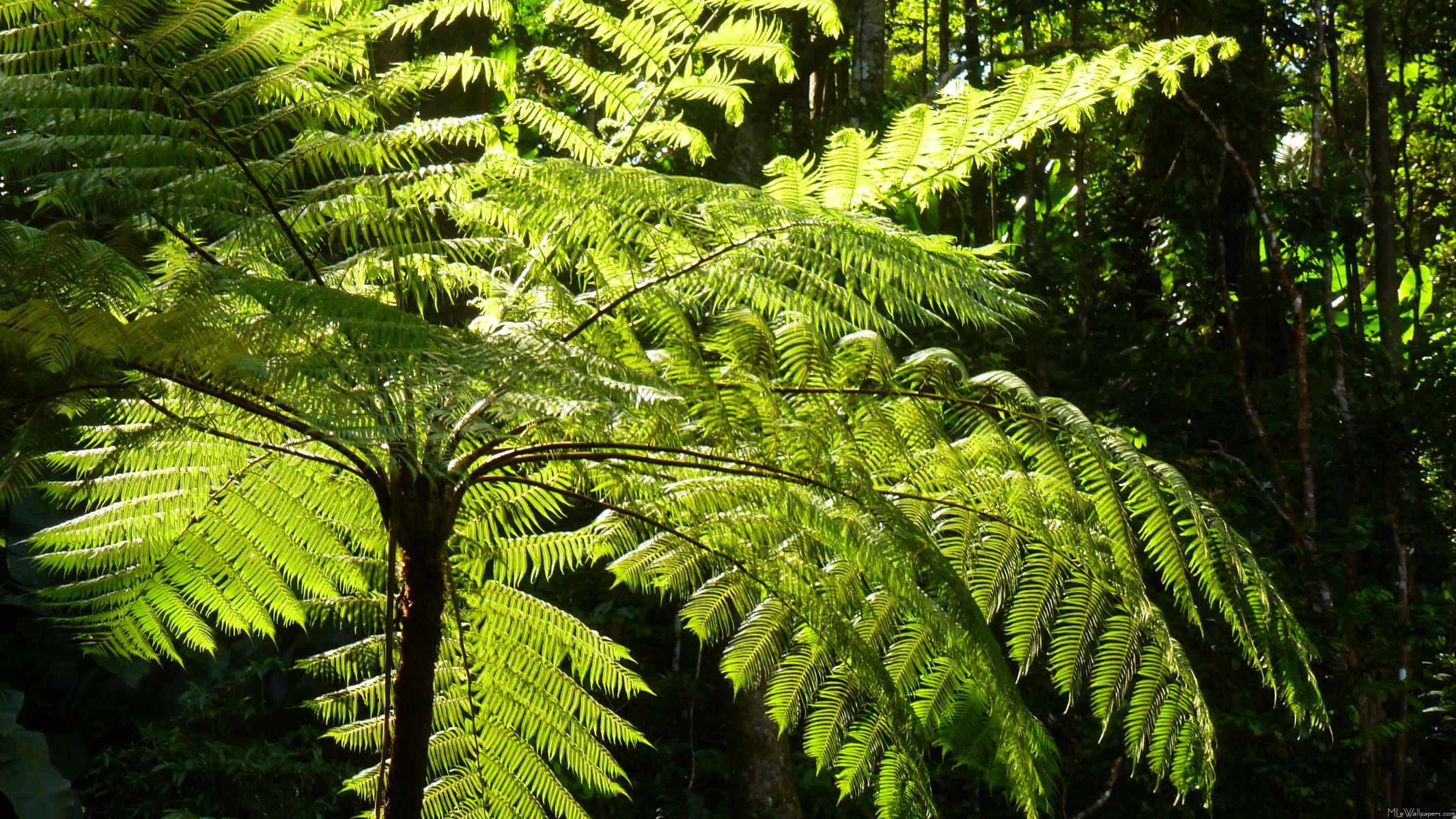 45++ Tropical rainforest plants images