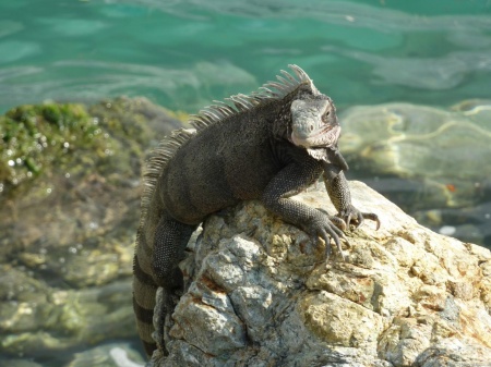 Iguana on the Rocks