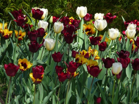 Maroon and Yellow Tulips