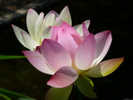 Pair of Lotus Flowers II