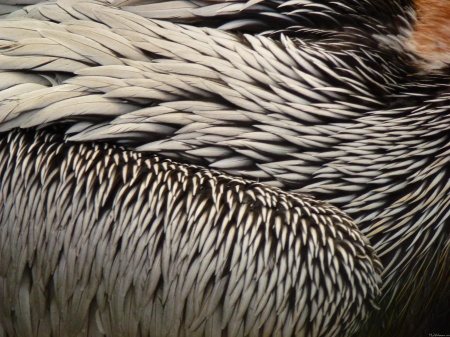 Pelican Feathers