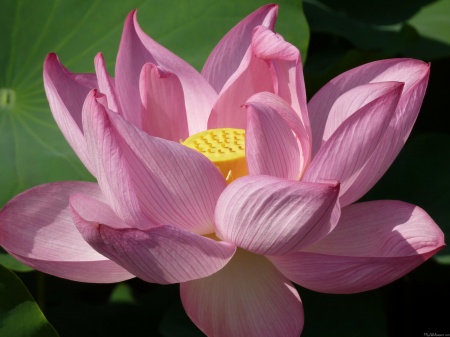 Pink Lotus Flower IV