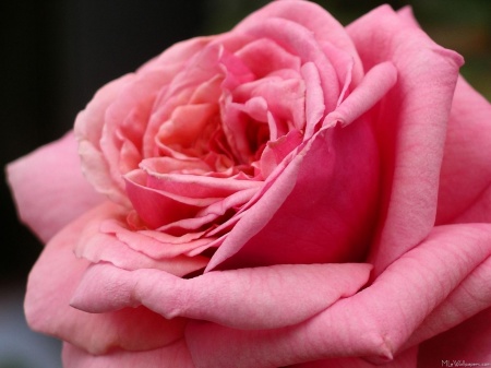Pink Rose I