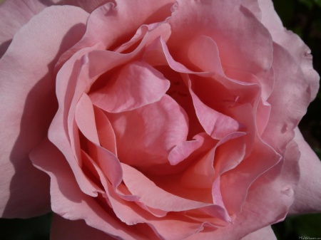 Pink Rose II