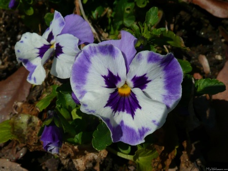Purple and White Pansies