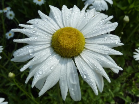 Raindrops on Daisy II