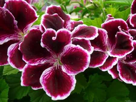 Regal Geranium Flowers