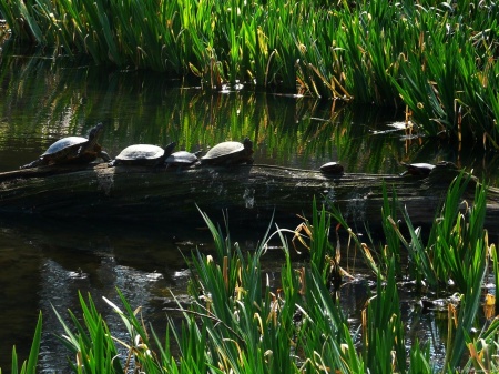 Row of Turtles