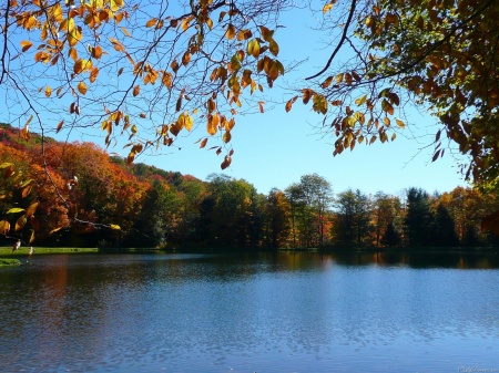 Seven Springs Fall Trees and Pond